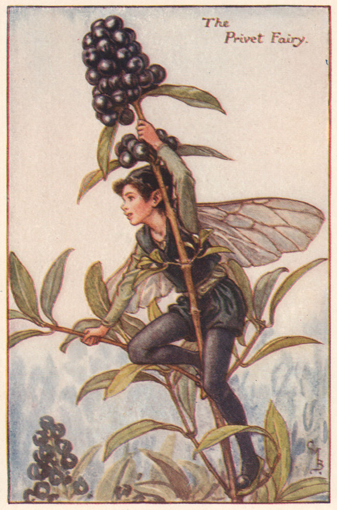 Privet Fairy by Cicely Mary Barker. Autumn Flower Fairies c1935 old print
